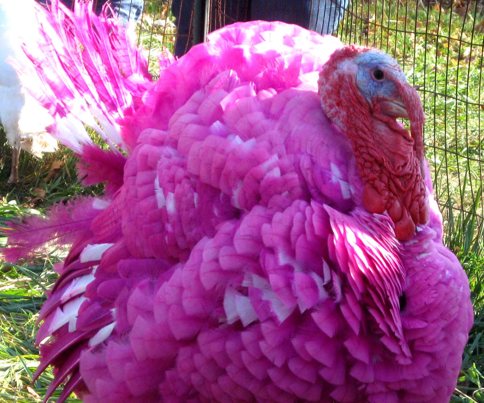 Cathy Santarsiero The Christmas November 2009