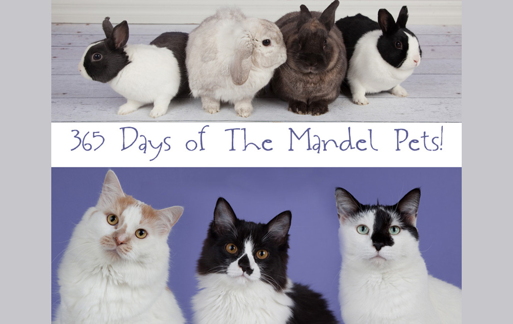 365 days of the mandel pets