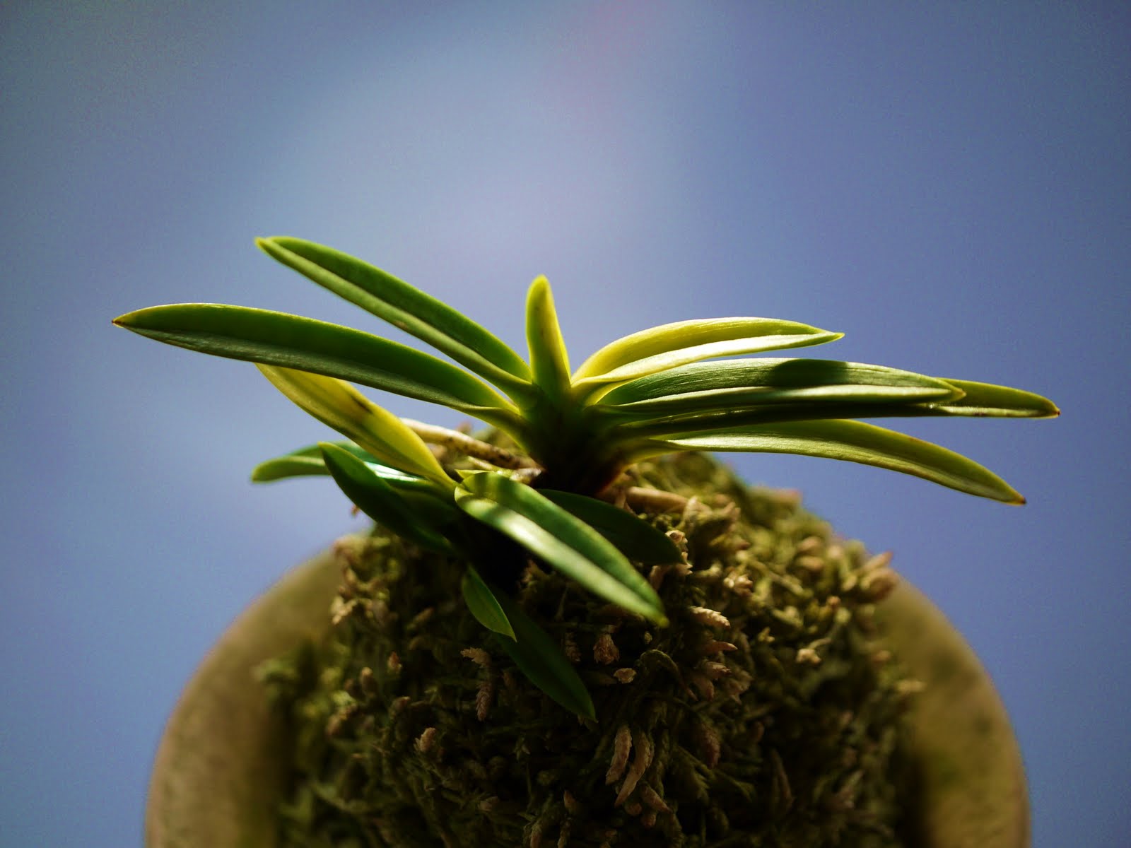 富貴蘭【金紺冠】子1