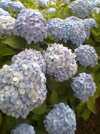 Hortensias