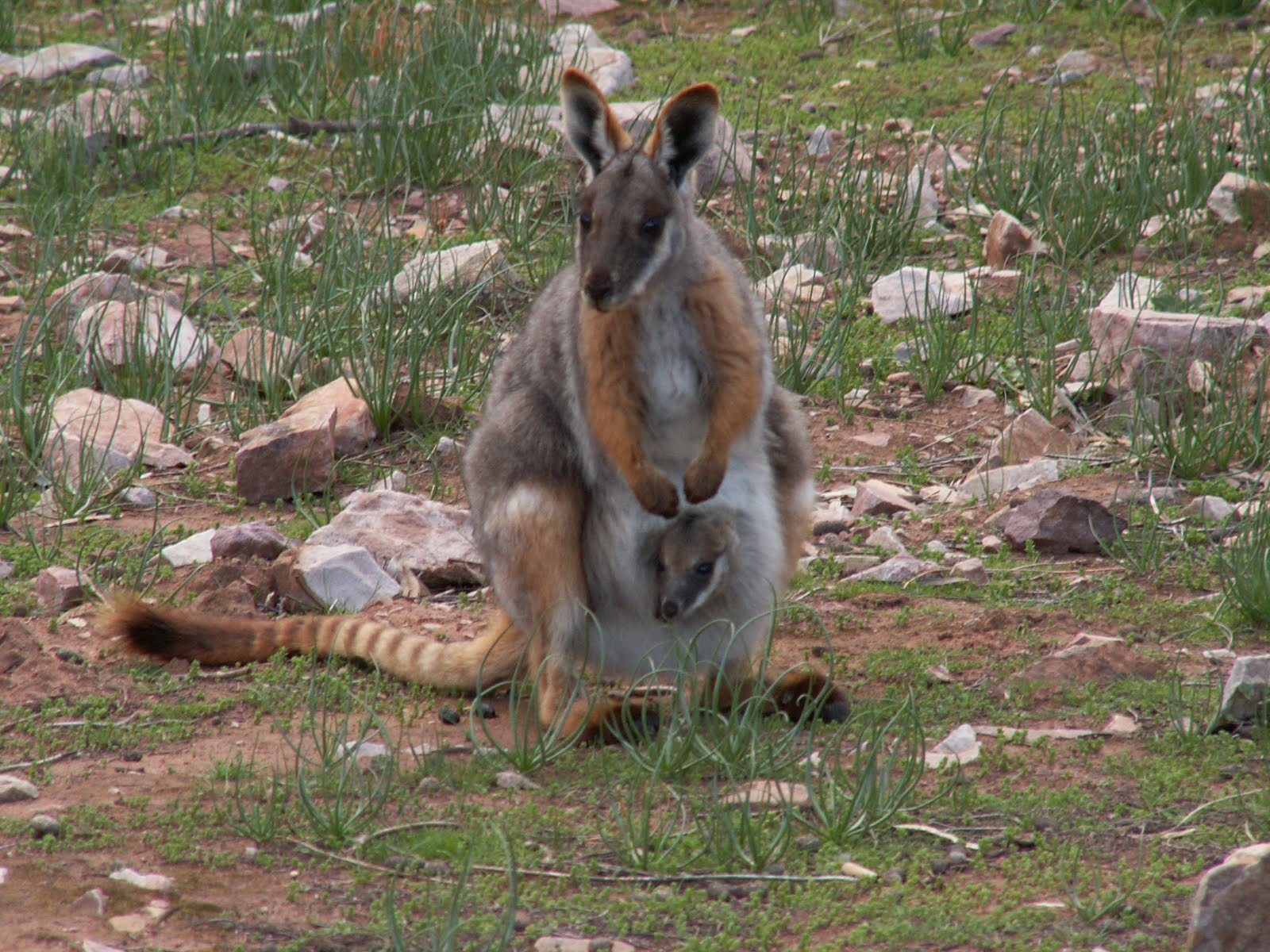 [TIAM_Flinders_Ranges342.JPG]