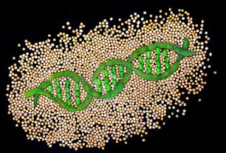 Vainas y semillas de soja formando una doble hélice de ADN. | Nature