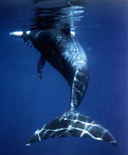 Ballenas y microorganismos que las alimentan evolucionaron juntos