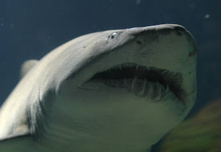 La crisis de los tiburones