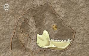 El Darwinus y el Afradapis no son del linaje del ser humano