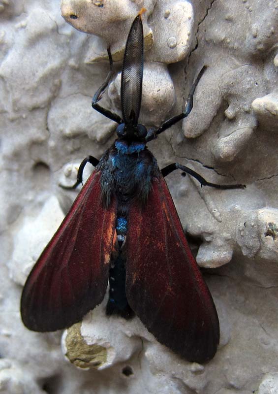 Black Moth