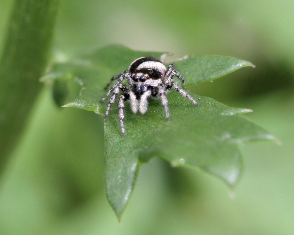 Birds from Behind 12 December 2010