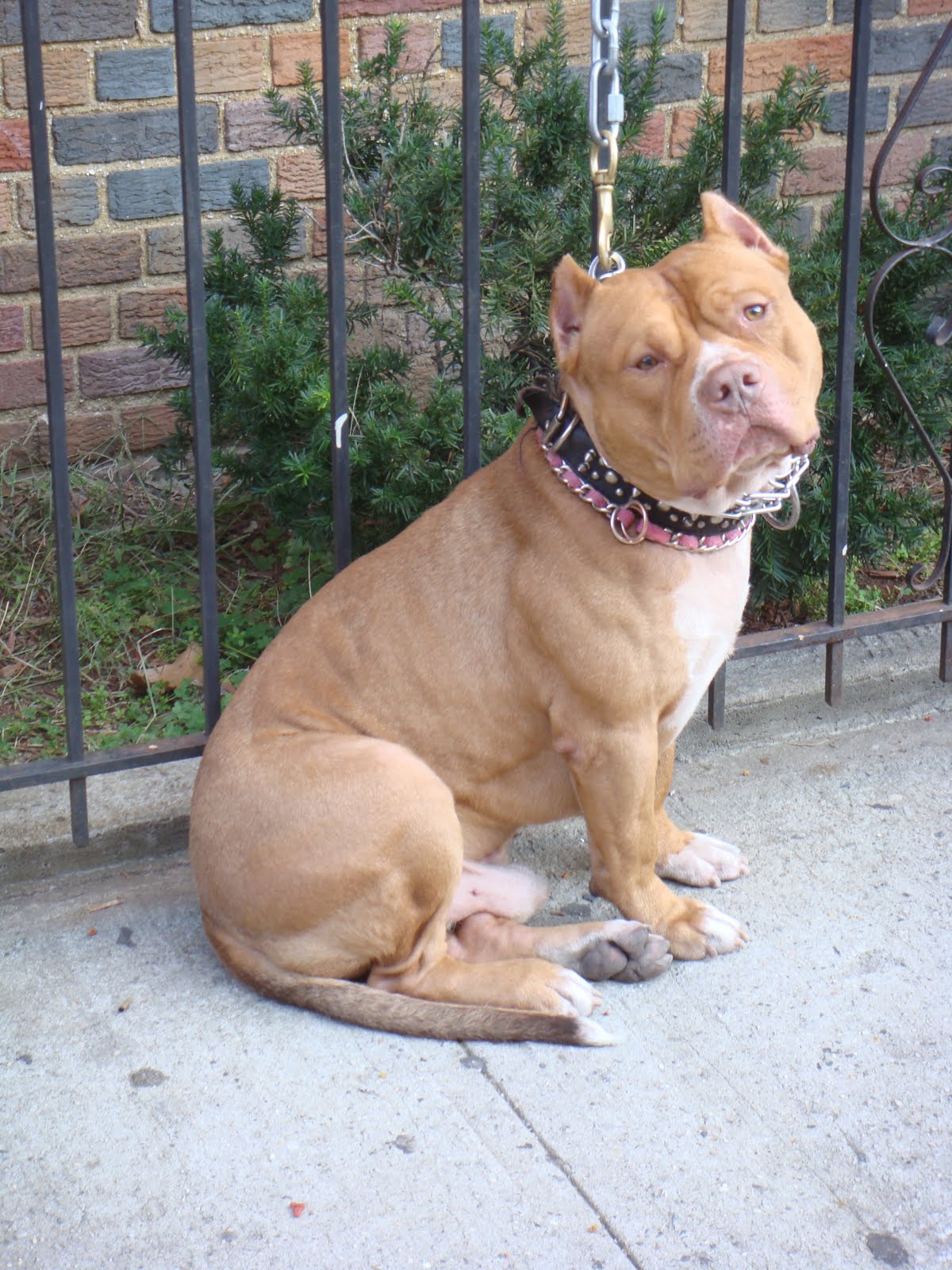 2111 Beekman Sucks Doorman