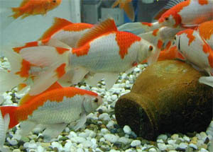 air kehidupan: Ikan Komet (Hias)