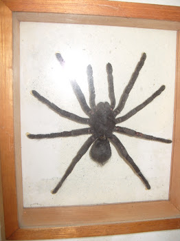 TARANTULA GIGANTE