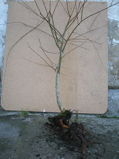 BONSAI AMATEUR: ESQUEJE DE SAUCE LLORÓN