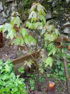 BONSAI AMATEUR: EVOLUCION DE 3 AÑOS DE ARCE CAMPESTRE