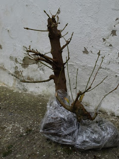BONSAI AMATEUR: EVOLUCION DE 3 AÑOS DE ARCE CAMPESTRE