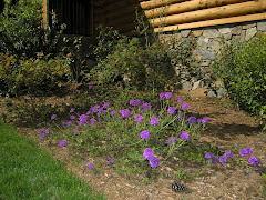 Purple Flowering Verbena....