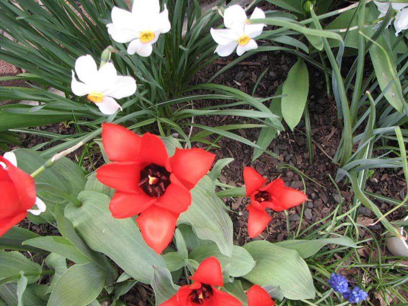 [tulips-090511-d.jpg]