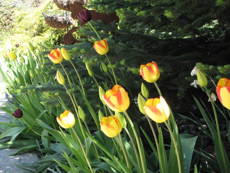 [tulips-090522.jpg]