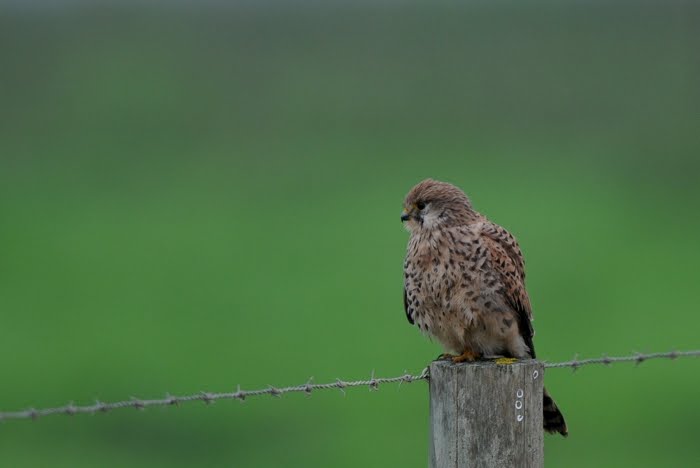 [DSC_0036.JPG]
