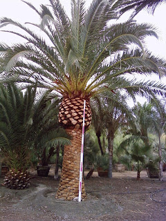 Canary Island Date Palm Sales Price Canary Island Date Palm Sales Price