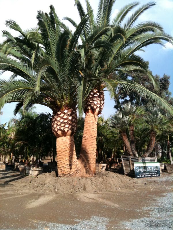 Gregory Palm Farms How Do You Move a 40,000 lb Canary? Call Gregory Palms!
