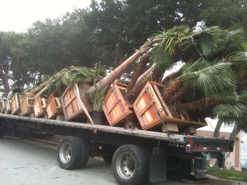 Gregory Palm Farms San Carlos Palm Tree Installation by Gregory Palm Farms