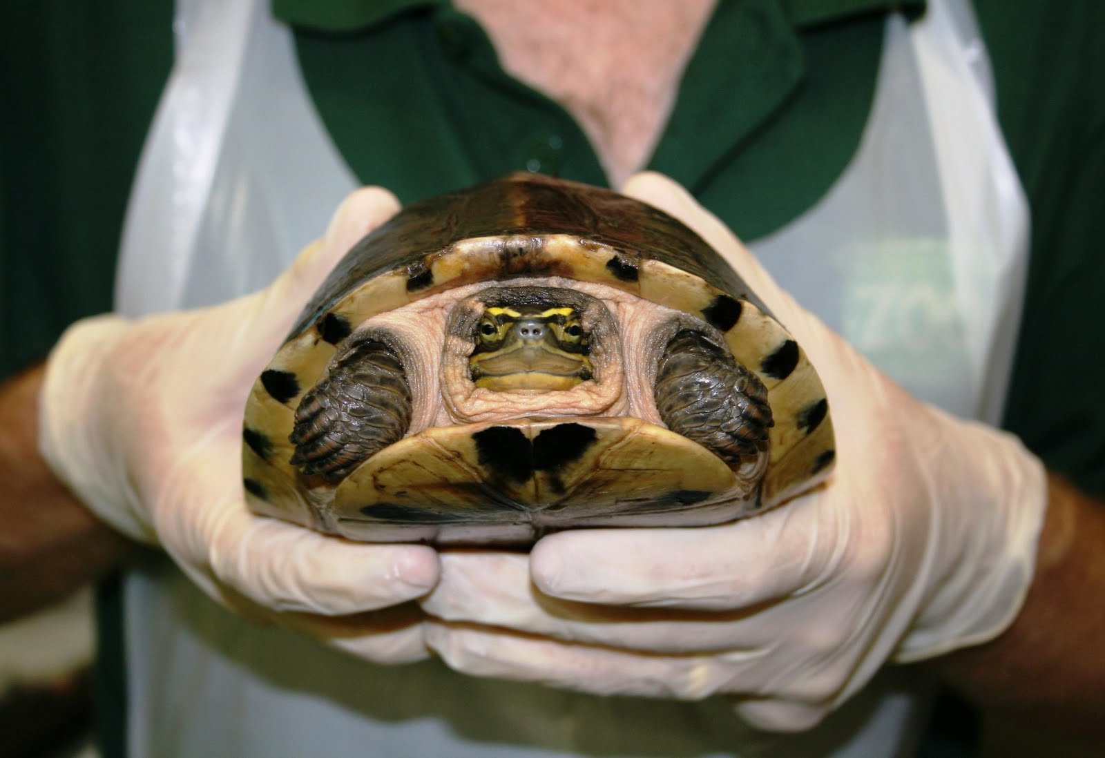 Zoo News Digest Rare turtles rescued and rehomed at Bristol Zoo Gardens