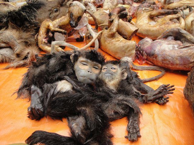Langurs and Other Animals Seized. ZooNews Digest