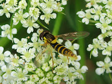 Syriphid Fly