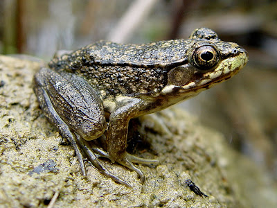 Ordovician Silurian Mink Frog Rana Septentrionalis