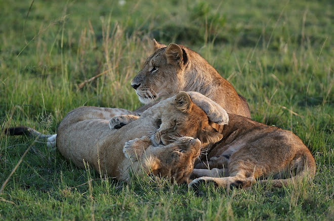 Playtime for maternity pride