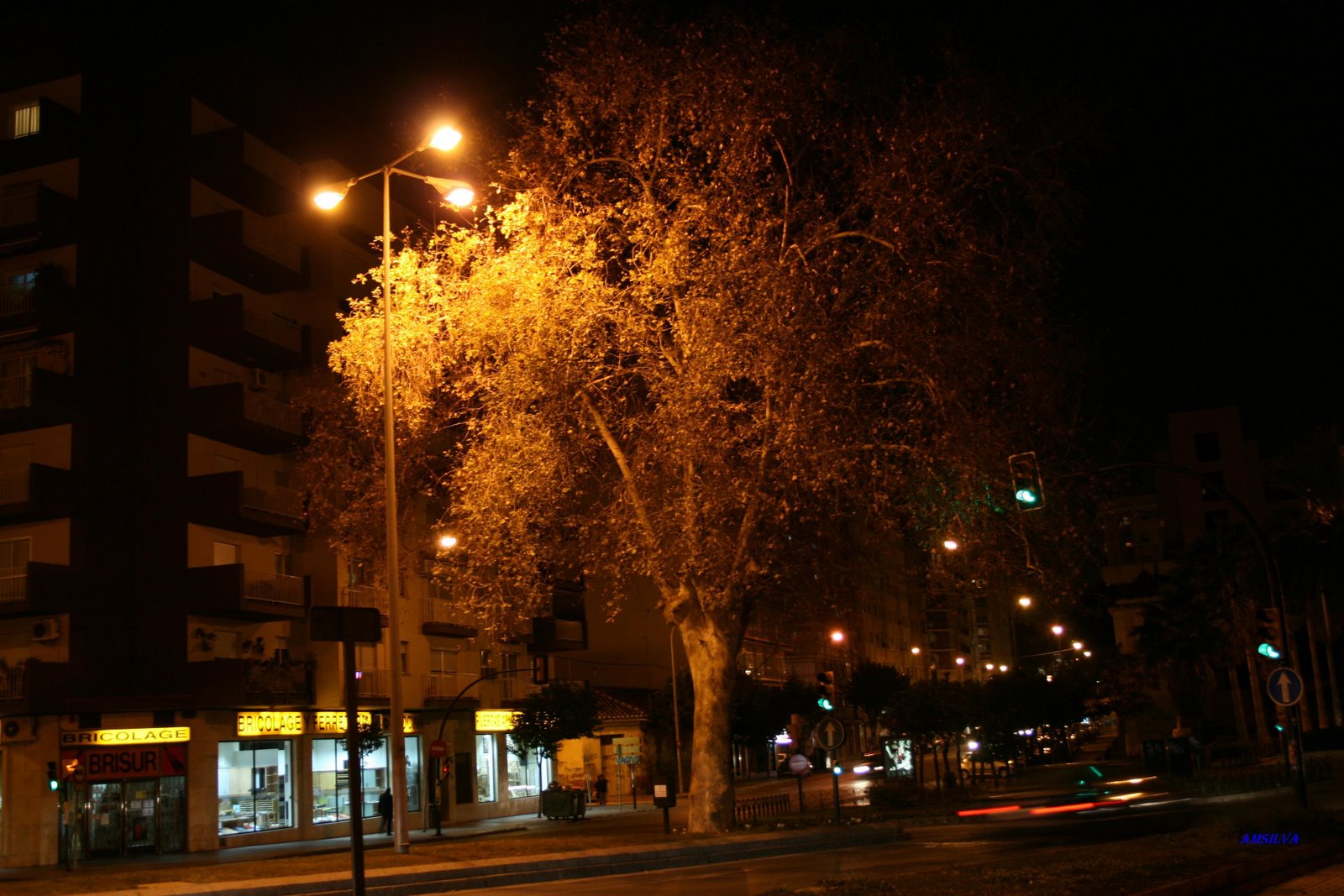 [malaga_arvore.JPG]