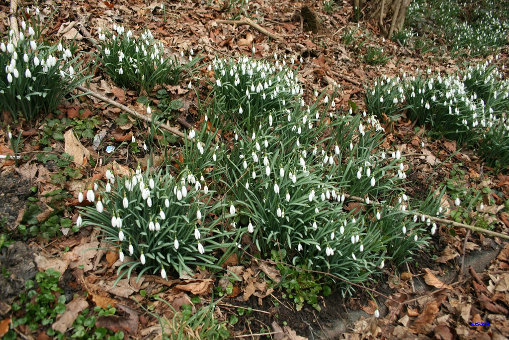 [plantas+Plettenberg.JPG]