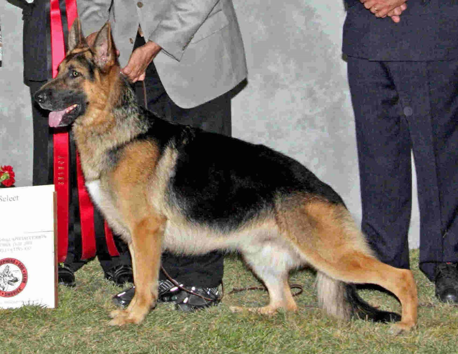 darby dan german shepherds