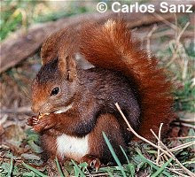 Liidiaa ii Luuciiaa !: Animales Tipicos de España