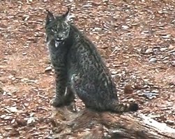 [linces21.jpg]
