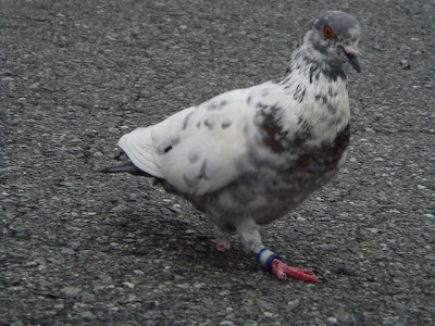 Pigeon Life Cycle