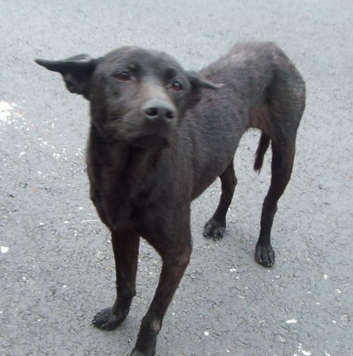 [dog.JPG]