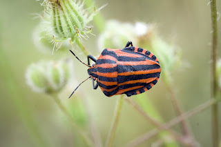 Para ampliar Graphosoma lineatum hacer clic