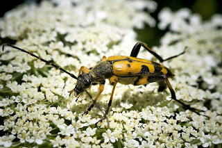 para ampliar Ruptela maculata hacer clic