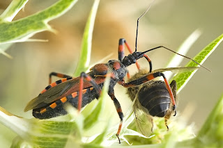 Para ampliar Rhynocoris cuspidatus hacer clic