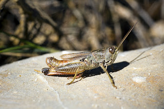 Para ampliar Omocestus navasi (saltamontes) hacer clic