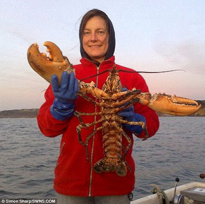 百歲 龍蝦 英 - 英漁民捕獲疑百歲巨龍蝦
