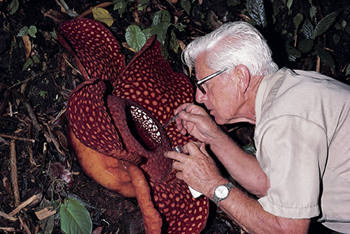 屍花 寄生植物 - 世界上最大型花種屍花 寄生植物