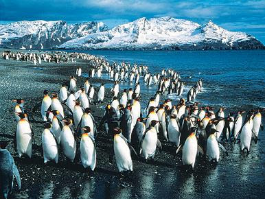會飛的企鵝 -南極會飛的企鵝