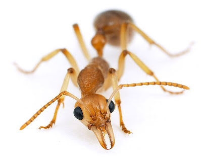 火星螞蟻 亞馬遜 Martialis heureka - 通體金黃的火星螞蟻在亞馬遜