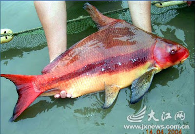 胭脂魚 亞洲美人魚 - 烏江的 胭脂魚 亞洲美人魚 Myxocyprinus asiaticus