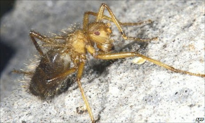 黃毛蠅 - Mormotomyia hirsute