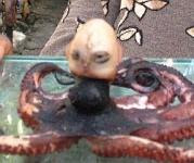 人頭章魚 印尼 - 印尼的人頭章魚
