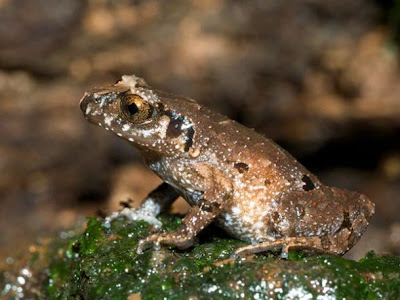 湄公河六大新物種
