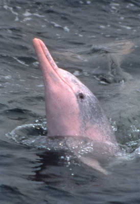 http://2.bp.blogspot.com/_D8VwTKAphks/RpcpH7ztwyI/AAAAAAAAENM/8AH00FxZdhA/s400/pink+river+dolphin.jpg