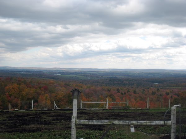 [berry+fields+2.JPG]